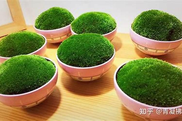 蝴蝶兰花土配制方法,自制蝴蝶兰生长土壤