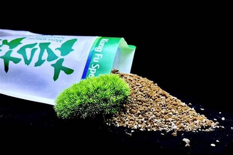 如何在石头上种植苔藓