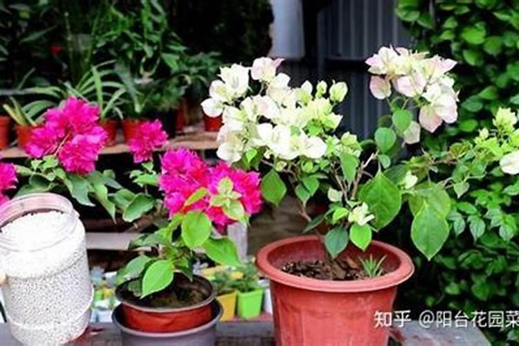 为啥买的三角梅没有根