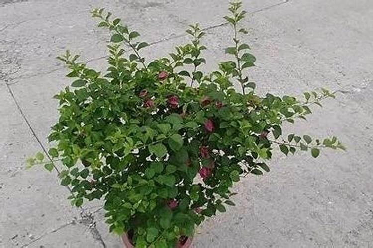 为啥买的三角梅没有根