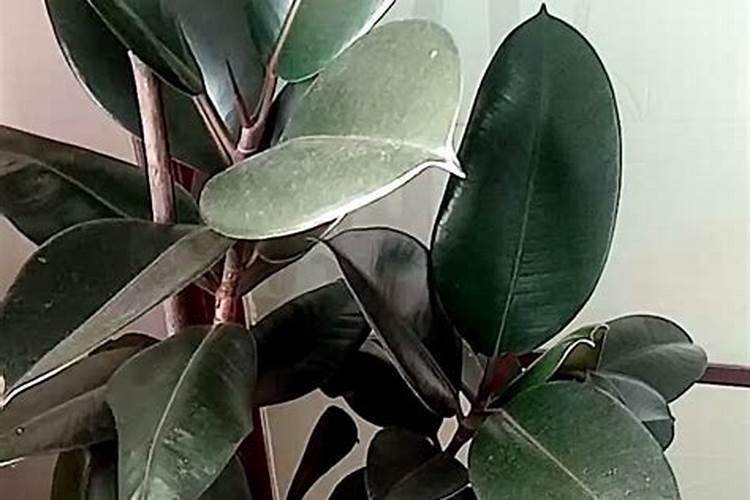 橡皮树怎么施肥