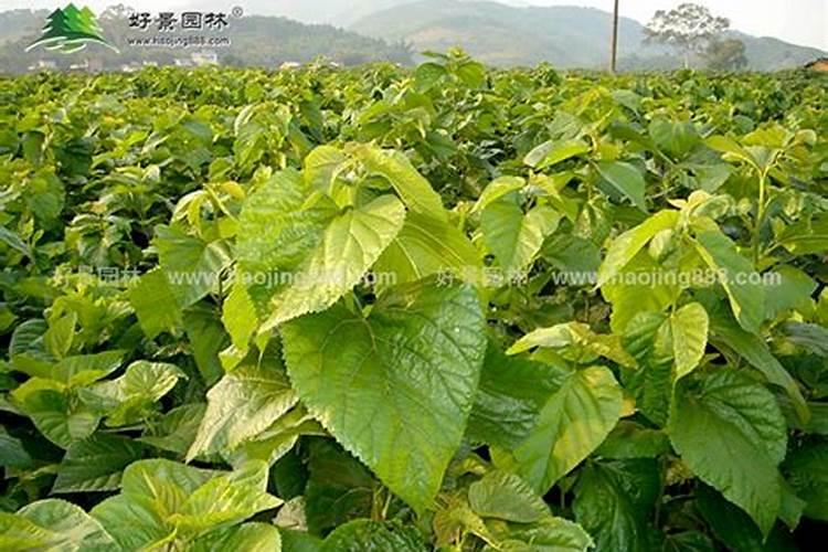 桑树怎么施肥