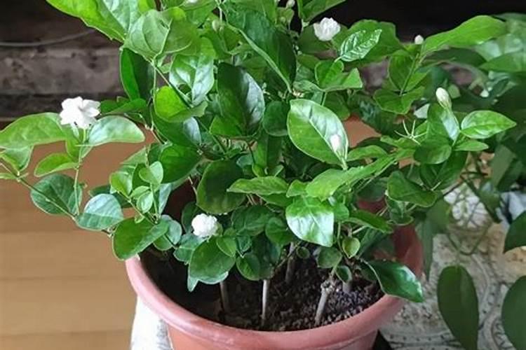 茉莉花和栀子花哪个好养 哪个适合家里养