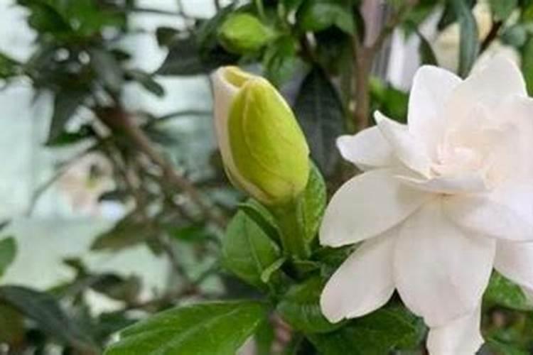 硫酸亚铁适合浇什么花？