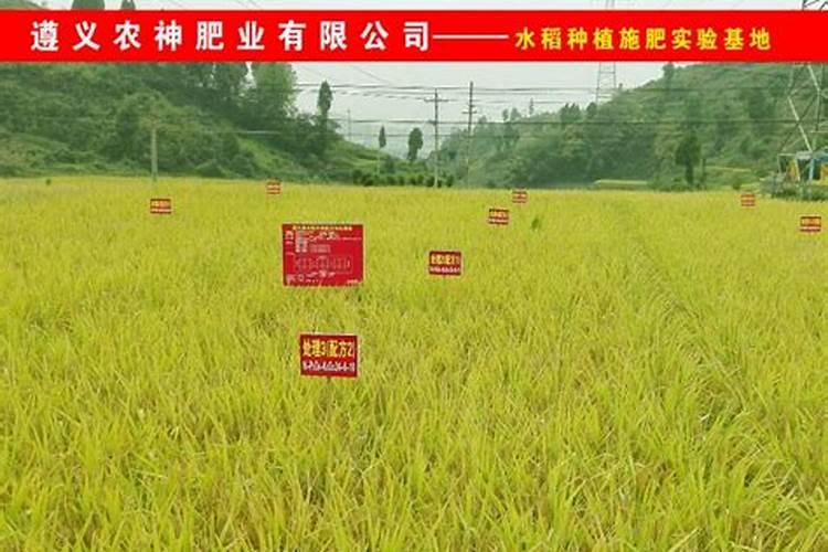 花魔芋种植施什么肥好