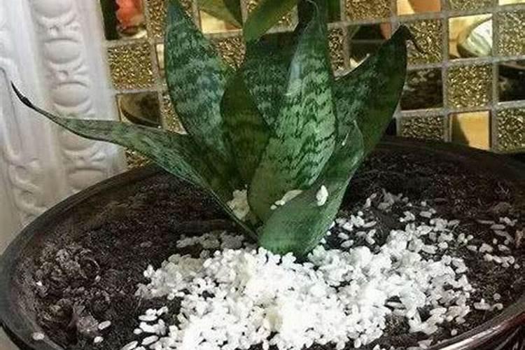 一盆花放了20粒复合肥会怎样 花盆里复合肥放多了怎么补救