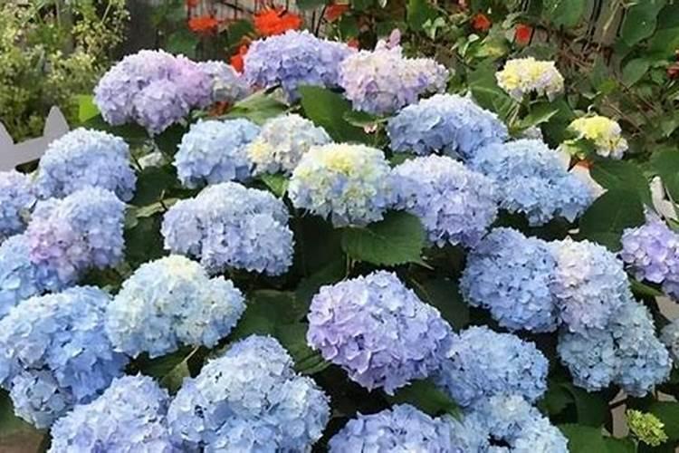 绣球花多久生根 绣球花生根需要多久？