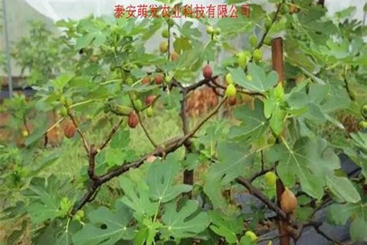 无花果喜欢什么肥料