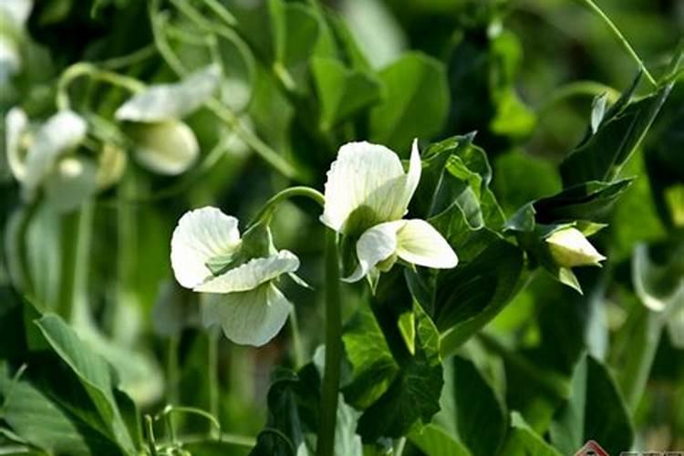 茶花施什么肥料最好