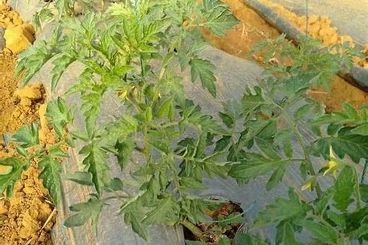 西红柿中间一片叶变焉颜色变浅叶片变薄怎么了