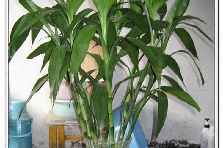地黄怎么种植 地黄的种植方法