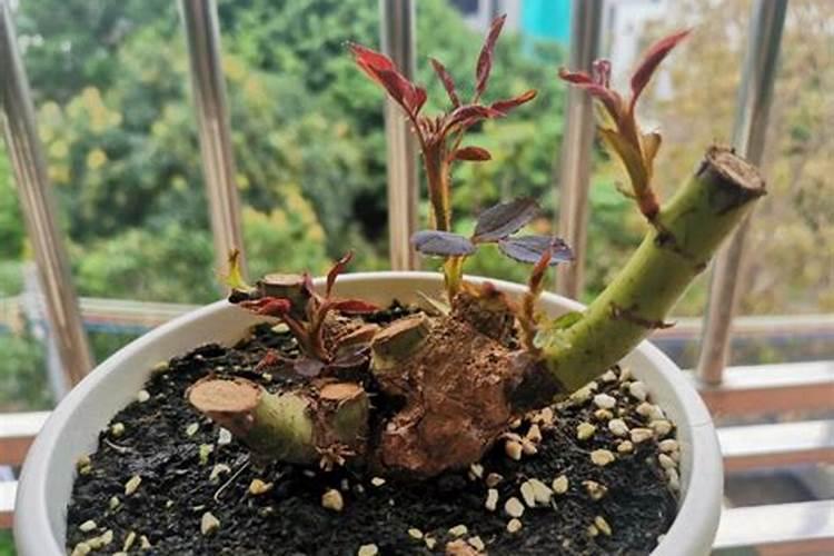 月季叶面喷什么肥好