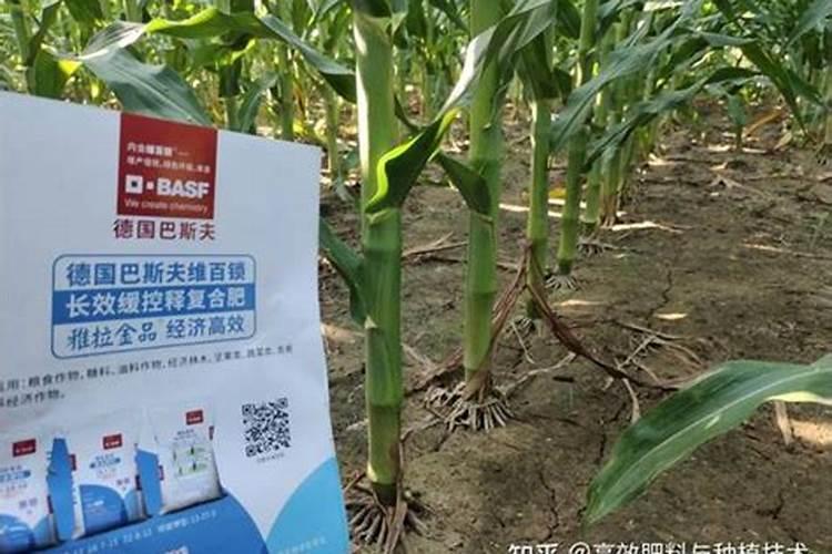 怎么才能种出好的高产玉米？