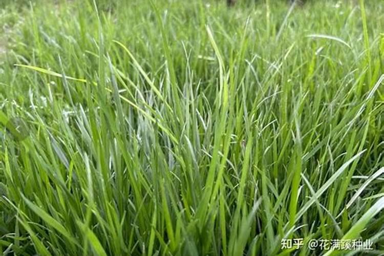 早熟禾种植草坪用什么叶面肥最好
