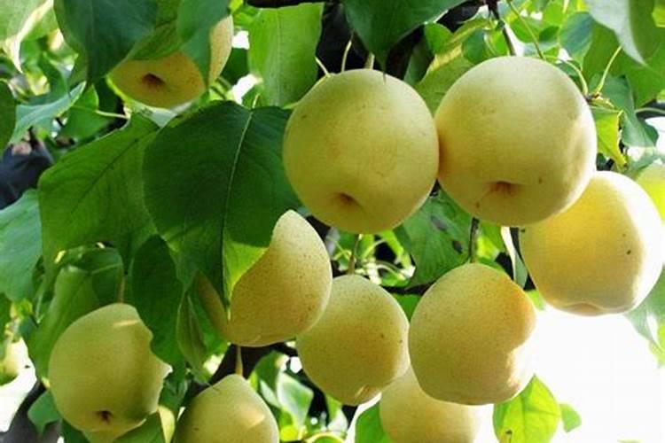 梨树什么时候施肥料最好