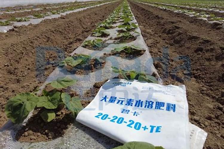 铁线莲什么时候用水溶肥 铁线莲用水溶肥最好的时间简述