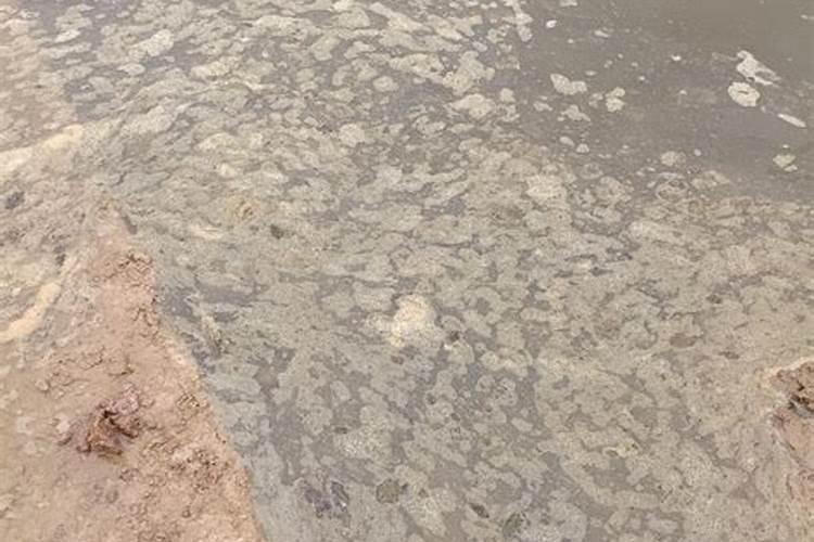 葡萄树可以浇粪水吗怎么浇