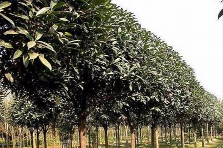 桂花用什么肥料最好最旺养好