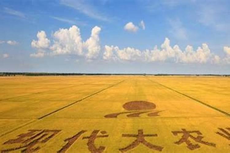 水稻穗肥什么时间施