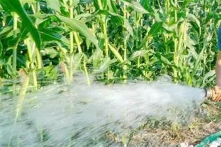 用椰糠土种菜的时候要怎么杀菌？怎样浇水最好？