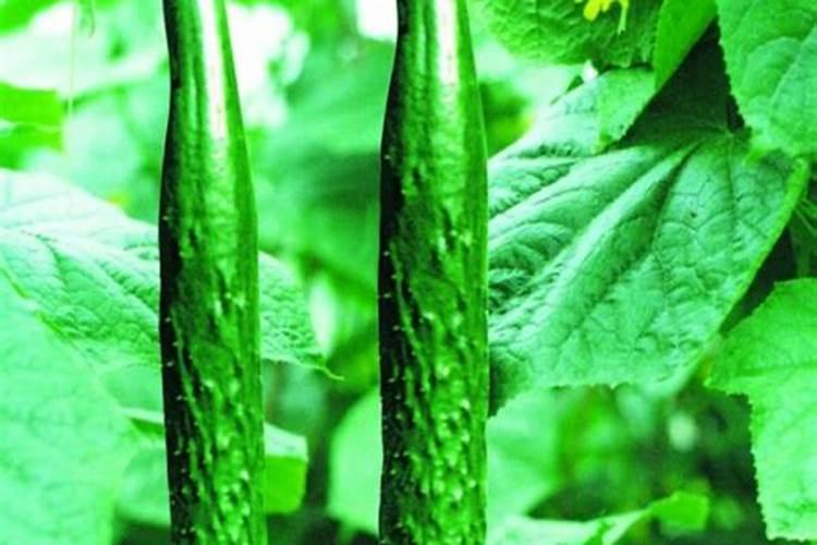 黄瓜上用什么叶面肥好