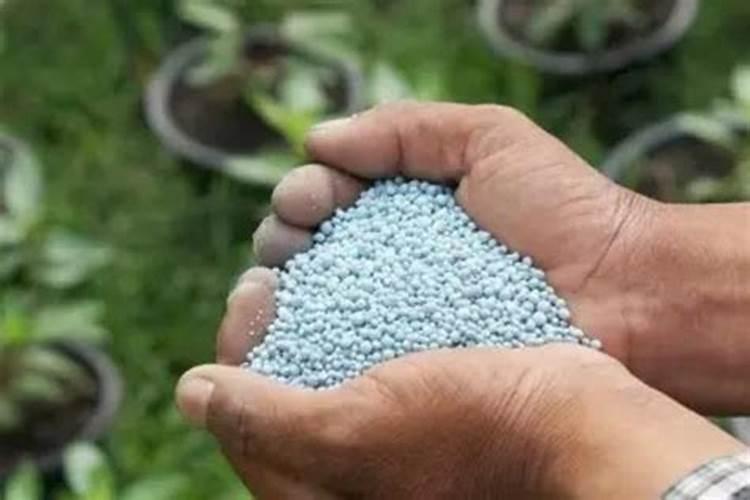 常见小麦硅肥施用量是多少