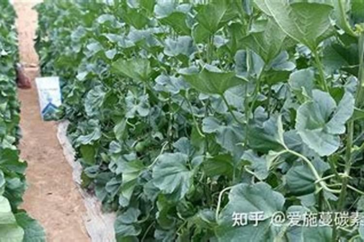 冲施肥和水溶肥哪个好