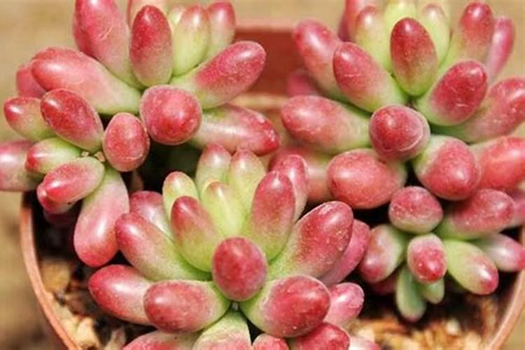 月季常见的红蜘蛛,怎么用药治疗,比较管用？