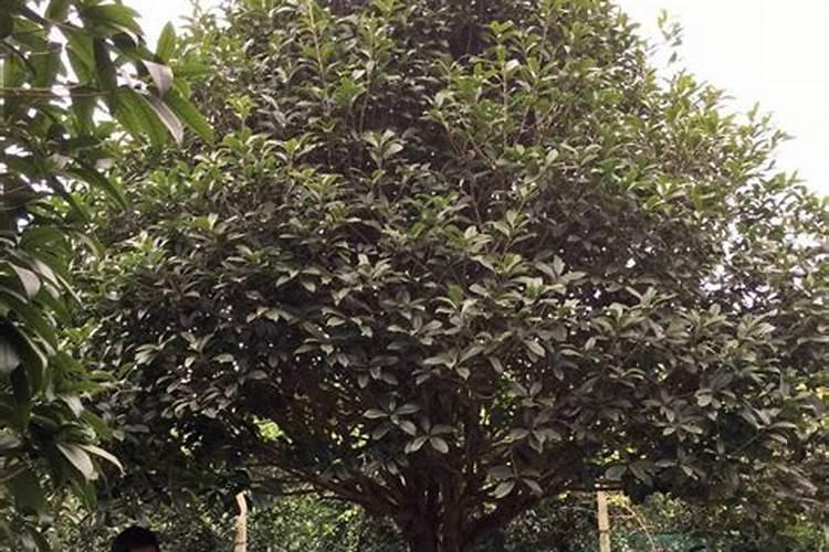 在农村种植芸豆的时候,应该如何施肥呢？