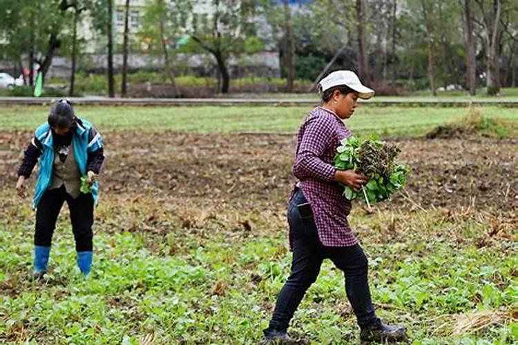 油菜什么时候施硼肥最好