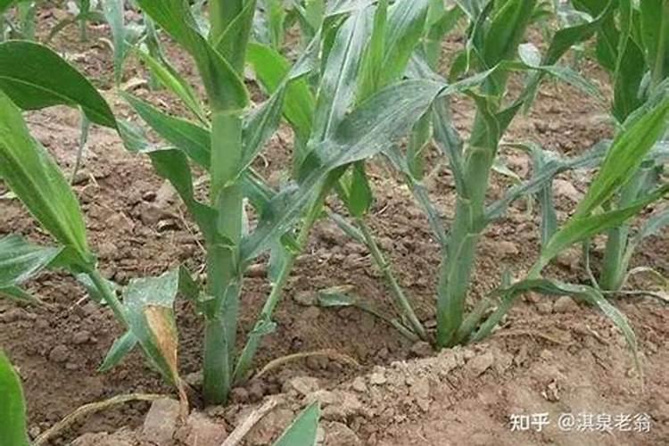 玉米喷叶面肥会增产吗 什么时候喷施效果好