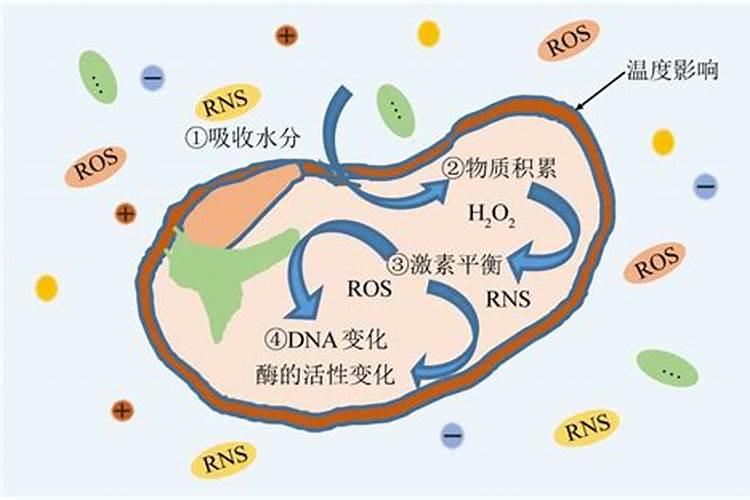 腐植酸、氨基酸、海藻素和鱼蛋白