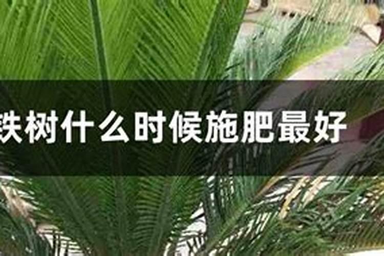 我家的铁树是缺少肥料么,请问该怎么办？