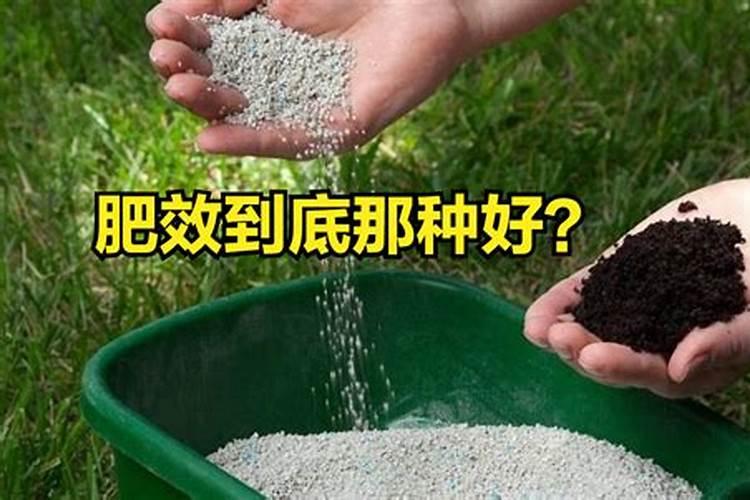植物春雨怎么养？喜欢春雨就按这样的方法养一盆吧!