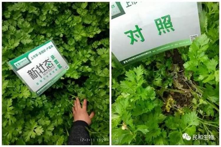 什么类型的叶面肥能有效增厚植物叶子？