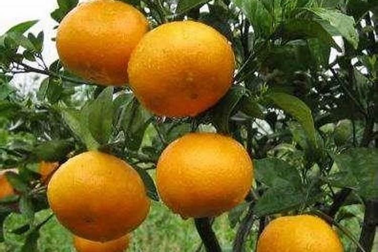 茂谷柑果实怎样防裂果,裹上果袋能防止太阳果吗？还是裹上石灰？