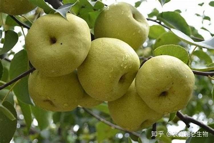 草莓高钾肥的使用方法