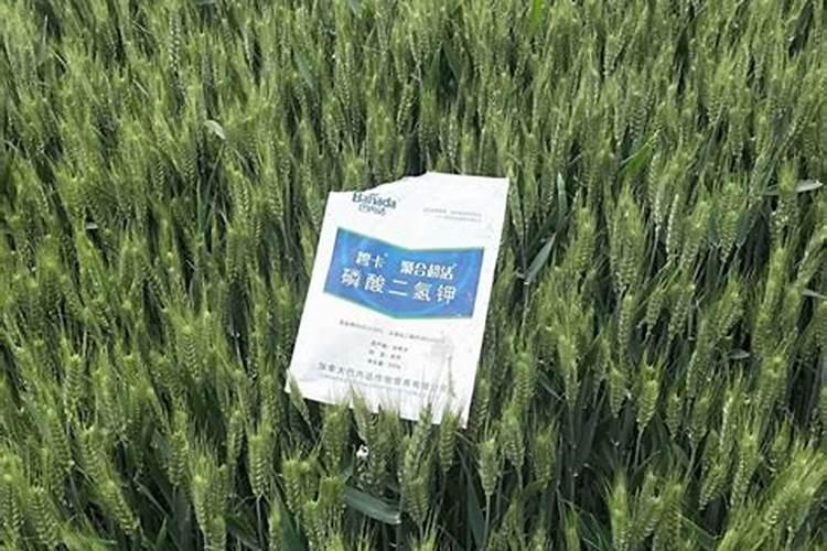 小麦拔节期打什么叶面肥最好