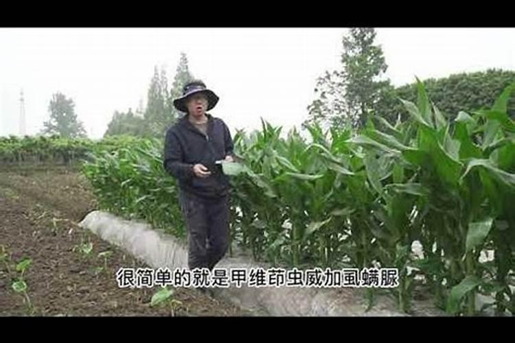 玉米追肥的最佳时间