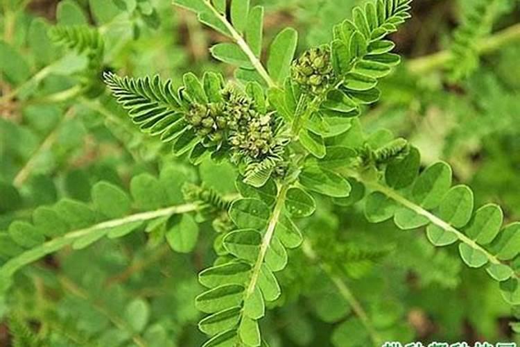 紫苏子怎么种植 四大种植手段
