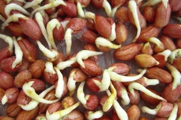 玉米后期追什么肥料好