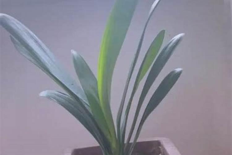 万年青换盆后需要浇水吗