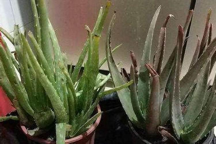 芸苔素浓度过高有哪些危害