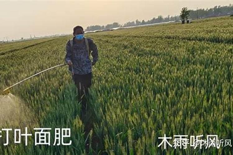 尿素肥料的正确使用方法