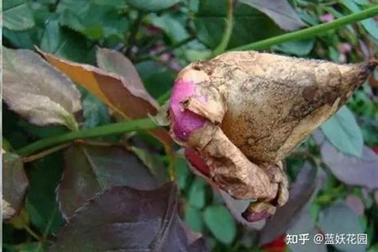 月季为什么只长笋芽不长花苞