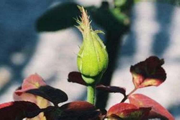 月季只长枝条没花苞