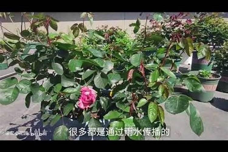 月季只长枝条没花苞