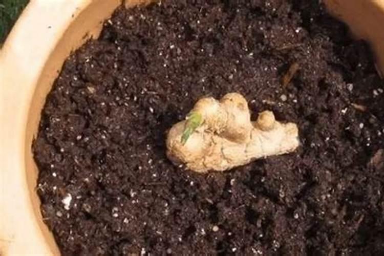 肥料进土后多长时间会失效,看完这些你就明白了!