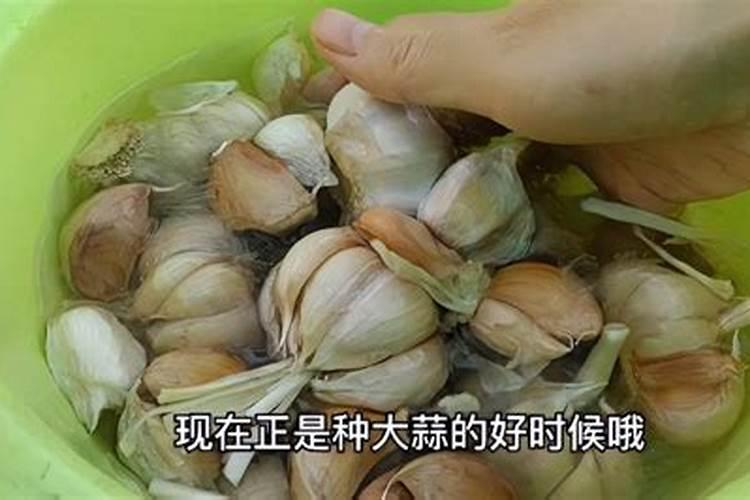 大蒜出苗多久可以施肥