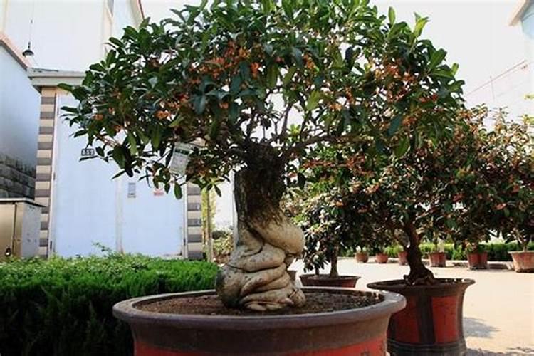 刚移栽的桂花树如何浇水施肥